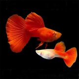 Akvarijum Centar gupi full red | ePonuda.com