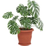  Kružni Pladanj za Cvijeće 24 pcs Crvena cigla Ø 21,5 x 2,5 cm | shoptok.hr