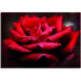 Pintdecor Zidni ukras Rosa in rosso | shoptok.hr