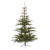  jelka nobilis fir, visina 300cm (68.9204) | Eponuda.com