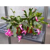 PALRAM komplet plastičnih polic | Shoptok.si