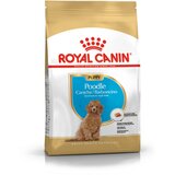 Royal Canin poodle puppy - hrana za štence pudle do 10 meseci (500g, 3kg) 500g | Eponuda.com