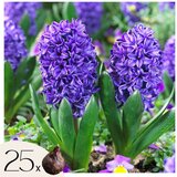 Plant in a Box Hijacint - 25 kos - Hyacinthus 'Blue Trophy' - Cvetne čebulice - Modra, (21755744) Cene