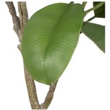 Ixia Umjetna biljka (visina 116 cm) Oak Tree – | shoptok.hr