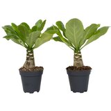 Plant in a Box Havajska palma - 2 kos - Brighamia 'Insignis' - Višina 25-35cm - ⌀12cm, (21757998) | Shoptok.si