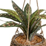 Casa Selección Umetna rastlina (višina 25 cm) – | Shoptok.si