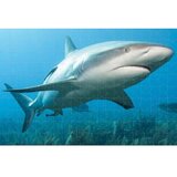  Puzzle 3d 200 pcs sharks 46x31cm 37590 ( 114/37590 ) | ePonuda.com
