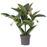 Plant in a Box Veličastna medinila - Medinilla magnifica - Višina 55-60cm - ⌀17cm, (21758104) | Shoptok.si