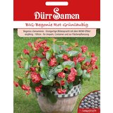 Dürr Samen velika begonija rdeče zeleni listi | Shoptok.si