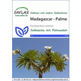 Saflax Palma - Madagaskar
