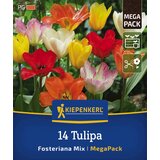 KIEPENKERL Mega pakiranje tulipanov "Fosteriana Mix" - 14 k. Cene