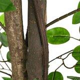 vidaXL Umetna rastlina Ficus 1260 listov 200 cm zelena | Shoptok.si