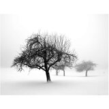 Tapeta - Winter: Trees 350x270 | shoptok.hr