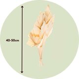 Plant in a Box posušeno cvetje - 10 kos - bouquet 'palmspear bleached white' - šopek, (21758366) | Shoptok.si