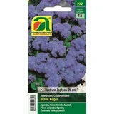 Ageratum "modra krogla"