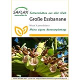 Saflax Močnati bananovec Cene
