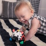 BABY EINSTEIN Zen the Zebra™ Curious Car avtomobilček z ropotuljico 3 m+ 1 kos | Shoptok.si