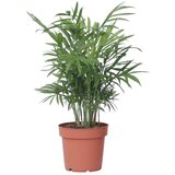 Plant in a Box gorska palma - chamaedorea elegans - višina 30-40cm - pot 12cm, (21758196) Cene