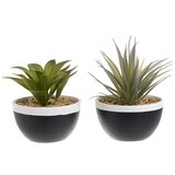 SUKULENT 11*13CM SORTO | Eponuda.ba