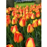 Royal De Ree tulipa banja luka 10/1 Cene