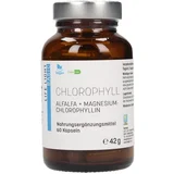 klorofil