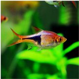 Akvarijum Centar trigonostigma heteromorpha - harlequin rasbora | ePonuda.com