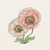 Jora Dahl Islandski mak “Colibri Rosa Chiaro Pastello” - 1 pkt. | Shoptok.si