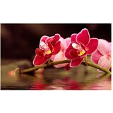  Tapeta - Beautiful orchid flowers on the water 450x270 | shoptok.hr