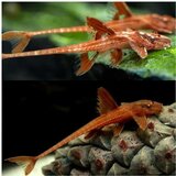 Akvarijum Centar L010a Red lizard | ePonuda.com