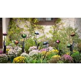 Ambia Home OKRASNA ROŽA | Shoptok.si