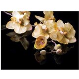  Tapeta - Orchids in ecru color 400x309 | shoptok.hr