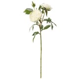  PEONIJA 74CM BIJELA 85889 | Eponuda.ba
