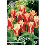  Cvjetne lukovice Tulipan Ancilla (crvena, Botanički opis: Tulipa) Cijene