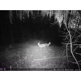 OXE Lovska kamera Panther 4G in klasični daljnogled FOMEI 7-21X40 ZCF Zoom + 32GB SD kartica in 12 baterij! | Shoptok.si