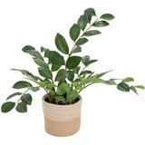 MID.YOU Umetna Rastlina Zamie | Shoptok.si