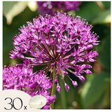Plant in a Box Luk - 30 kos - Allium 'Purple Sensation' - Cvetne čebulice - Vijolična, (21755608) | Shoptok.si