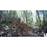 OXE Fotozamka WiFi Lovac RD3019 i binokular za noćno gledanje DV29 + 32GB SD kartica, 8 baterija i stativ! | shoptok.hr