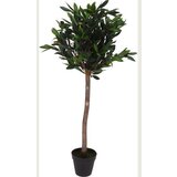  DRVO MASLINE 94CM | Eponuda.ba