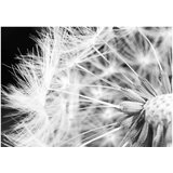  Tapeta - Black and white dandelion 100x70 | shoptok.hr