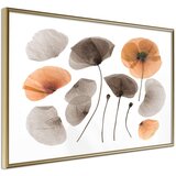  Poster - Dried Poppies 60x40 Cijene