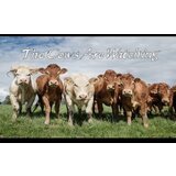 the cows are watching (pc) steam key global  the cows are watching (pc) steam key global Slike