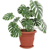  Krožni cvetlični pladenj 6 pcs Kamnito rdeča Ø 19 x 2 cm, (5000207441) | Shoptok.si