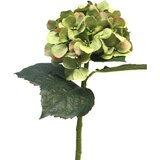  Cvet HYDRANGEA 48cm 12275-2 - Green - NNT Cene