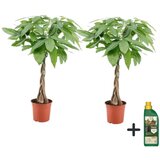 Plant in a Box vodna pahira - 2 kos - pachira aquatica - višina 60-70cm - ⌀17cm, (21758185) Cene