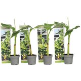 Plant in a Box japonski bananovec - 4 kos - musa basjoo - višina 25-40cm - ⌀9cm, (21757659) Cene