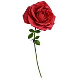  XXL Ruža | ePonuda.com