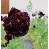 ReinSaat Okrasni mak "Black Peony" | Shoptok.si