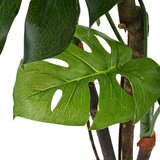  Umetna rastlina monstera v loncu 170 cm zelene barve, (5000208132) | Shoptok.si