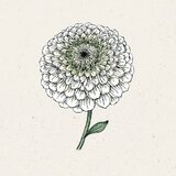 Jora Dahl Cinija "Benary's Giant White" | Shoptok.si