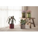 Artevasi Keramičen ročno poslikan okrasni cvetlični lonec ø 25 cm Fortuna – | Shoptok.si